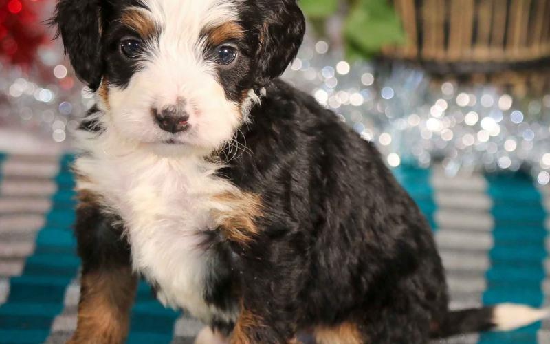 Shadow is from Sadie & Sammy born on 10/30/19 Shadow