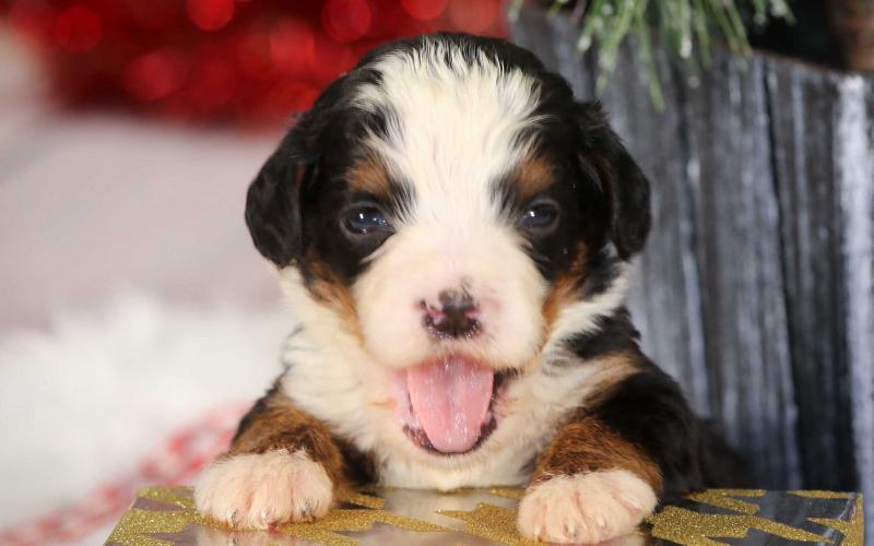 Shadow is from Sadie & Sammy born on 10/30/19 Shadow