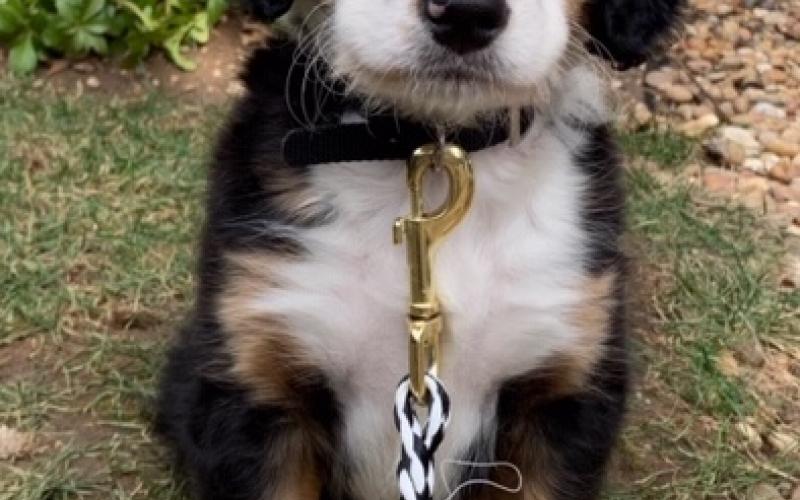 Sheldon is from Sadie & Sammy born on 10/30/19 Sheldon