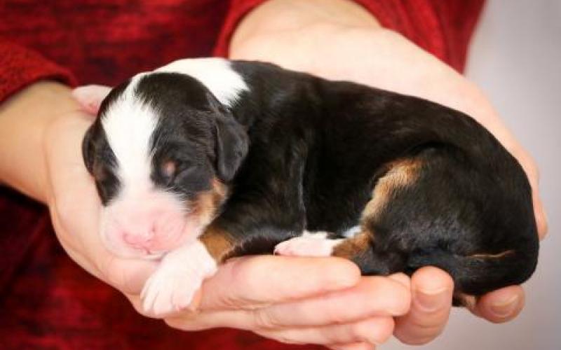 Skyler is from Sadie & Sammy born on 10/30/19 Skyler