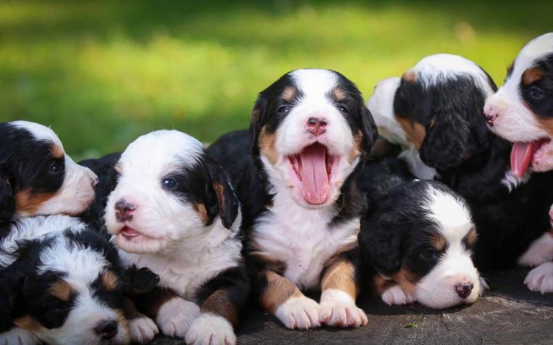 Sadie's Mini Bernedoodle Babies Sadies Minis