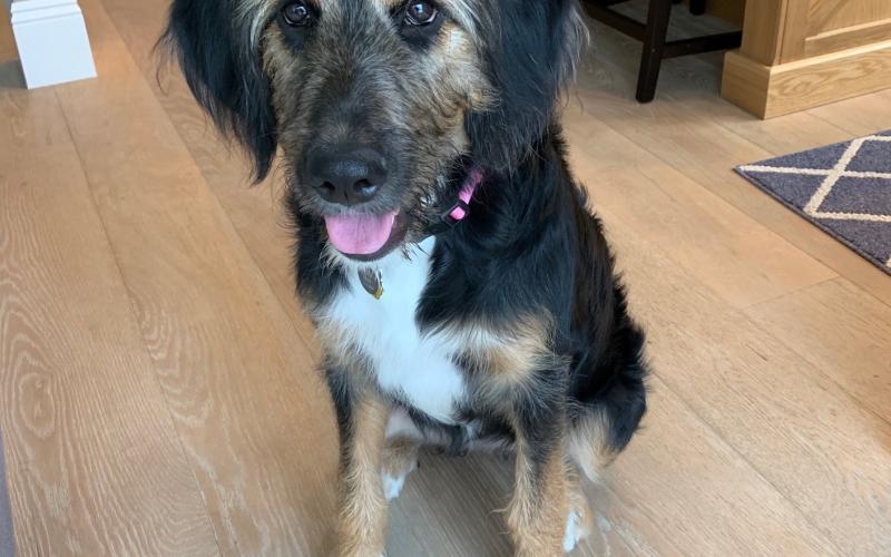 Saloma is from Sadie & Keno born on 3/31/19 Saloma
