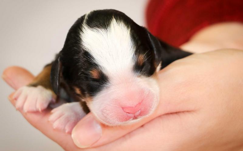 Sylvia is from Sadie & Sammy born on 10/30/19 Sylvia