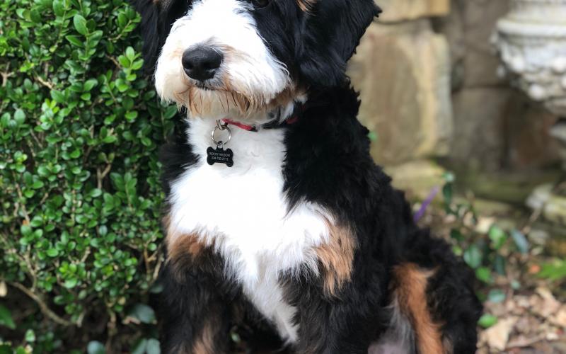 Shadow is from Sadie & Sammy born on 10/30/19 Shadow