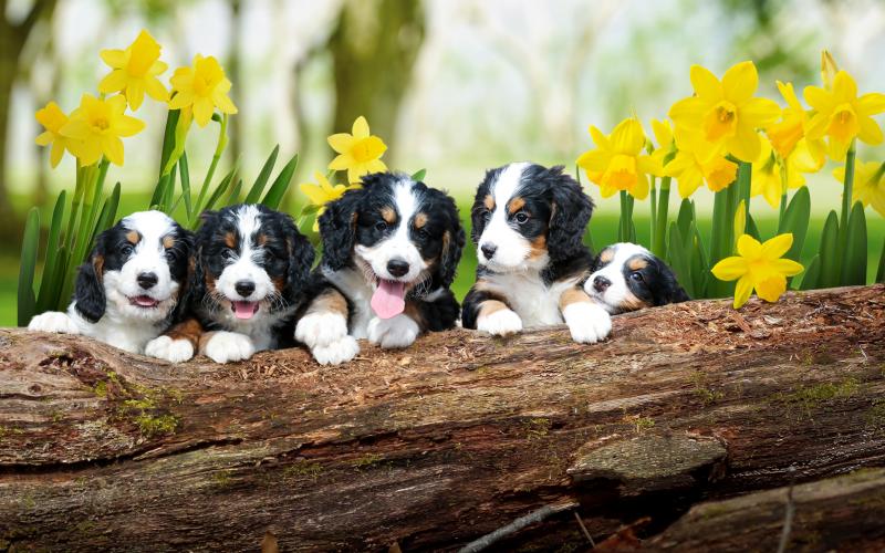 Some of Sugar's litters enjoying the spring weather! Sugar's Babies