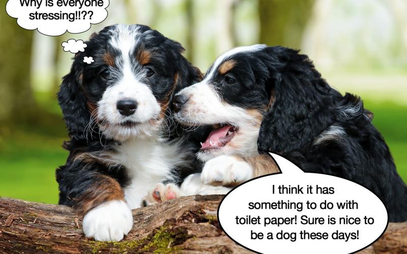 Our puppies discuss the craziness going on about this virus! ? COVID-19
