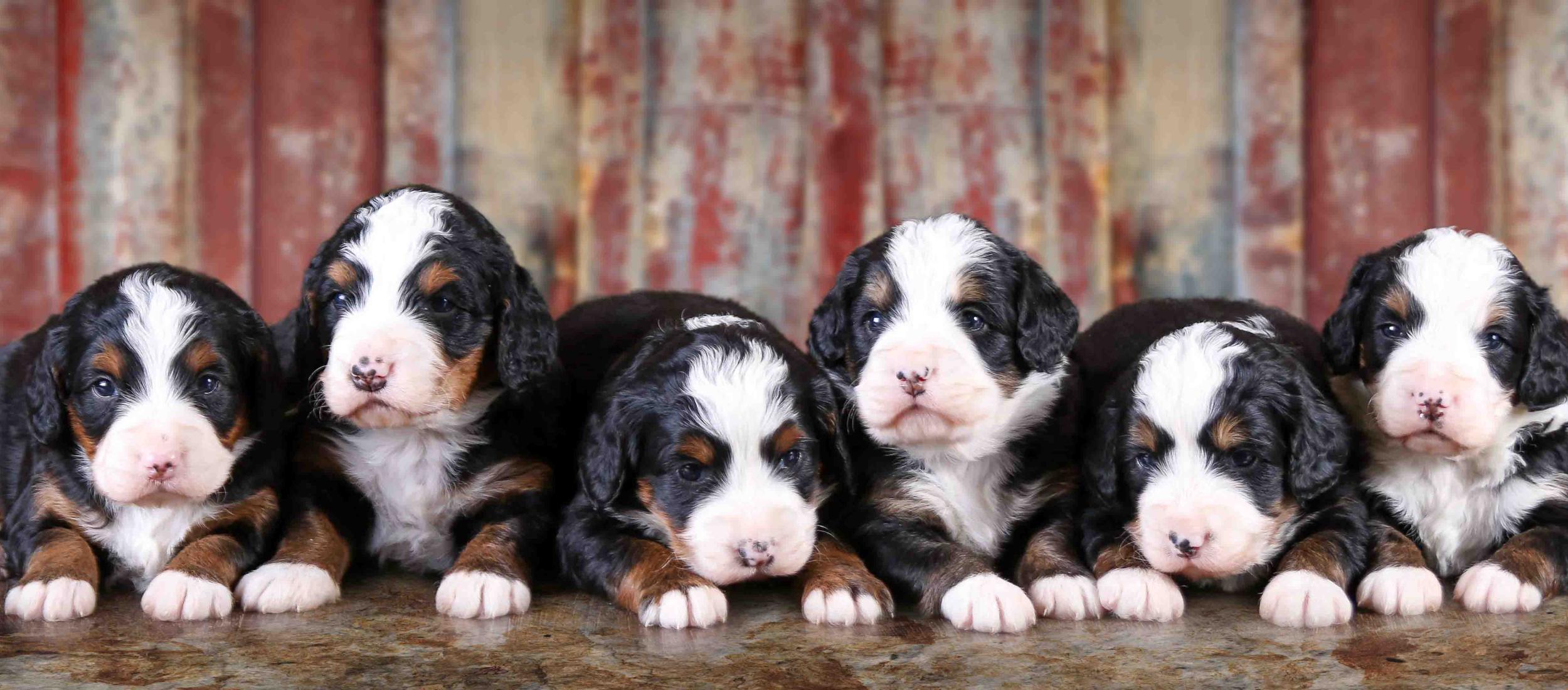 Tri-colored Mini Bernedoodles