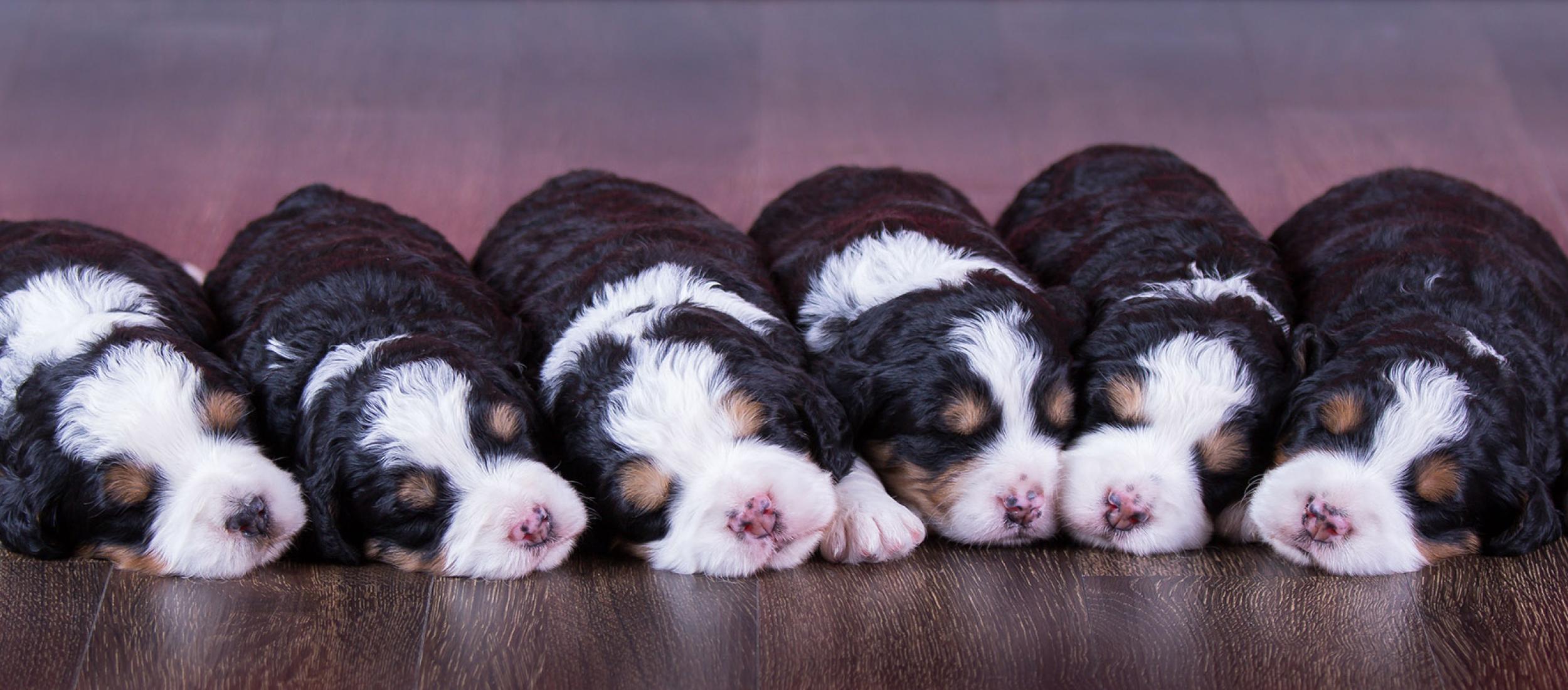 Mini Bernedoodles