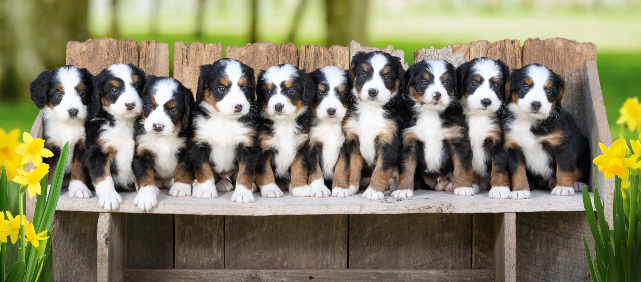 Tri-colored Mini Bernedoodles