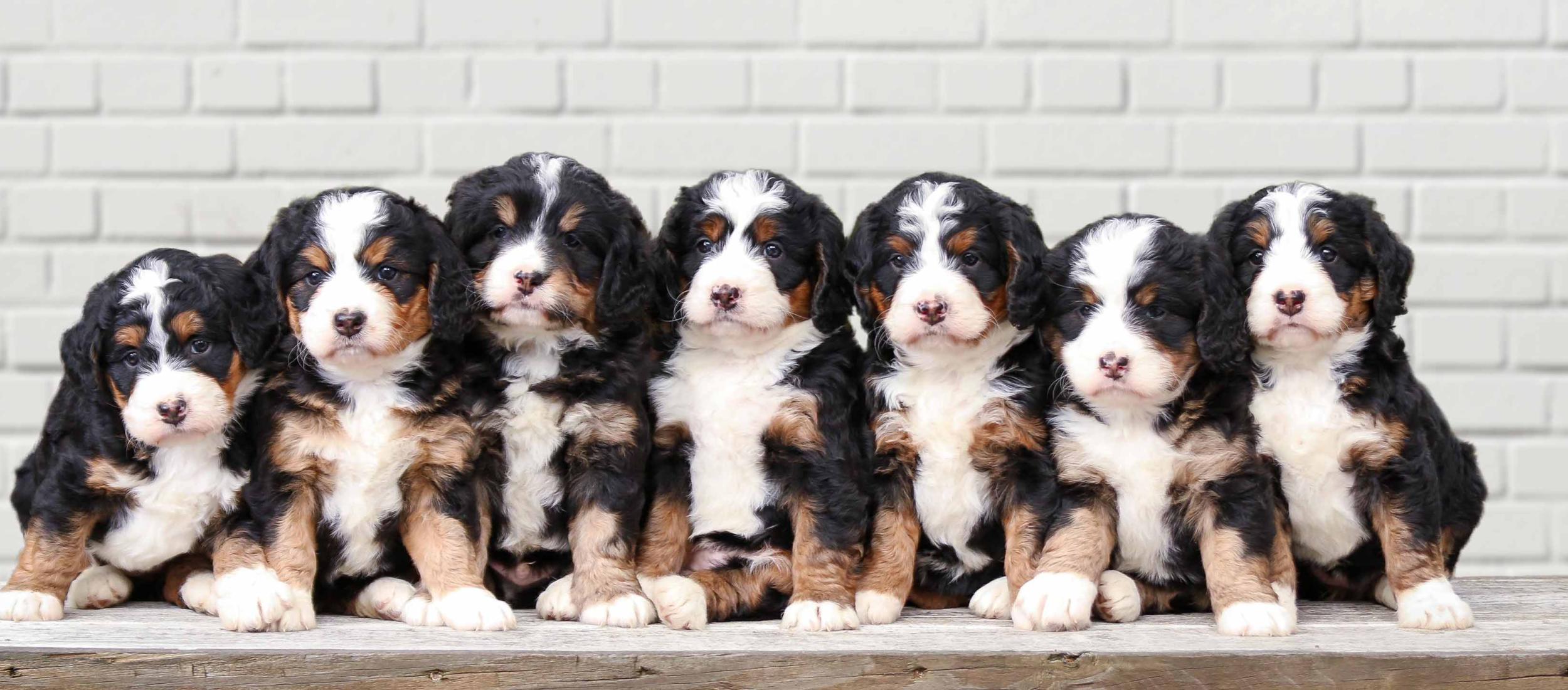 Tri-colored Mini Bernedoodle