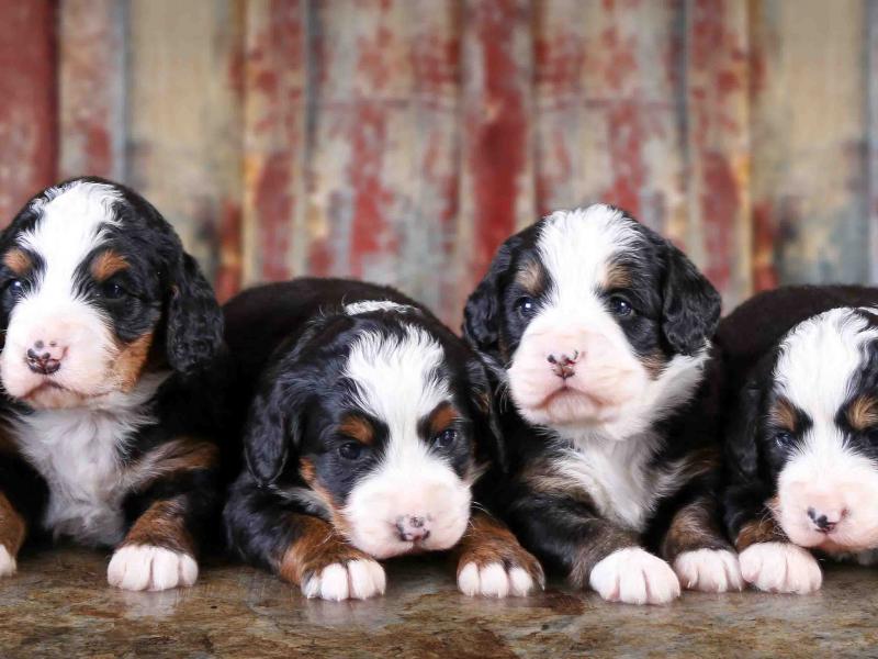 Tri-colored Mini Bernedoodles