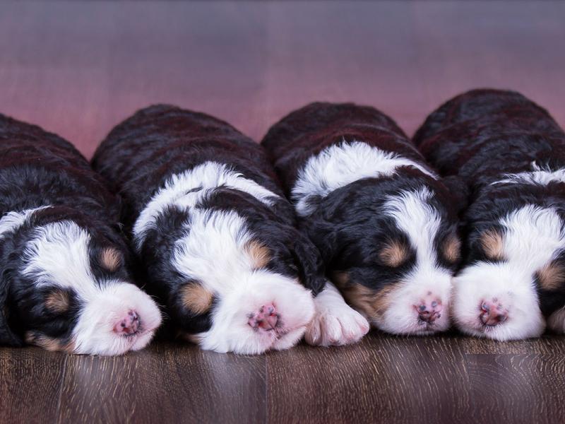 Mini Bernedoodles