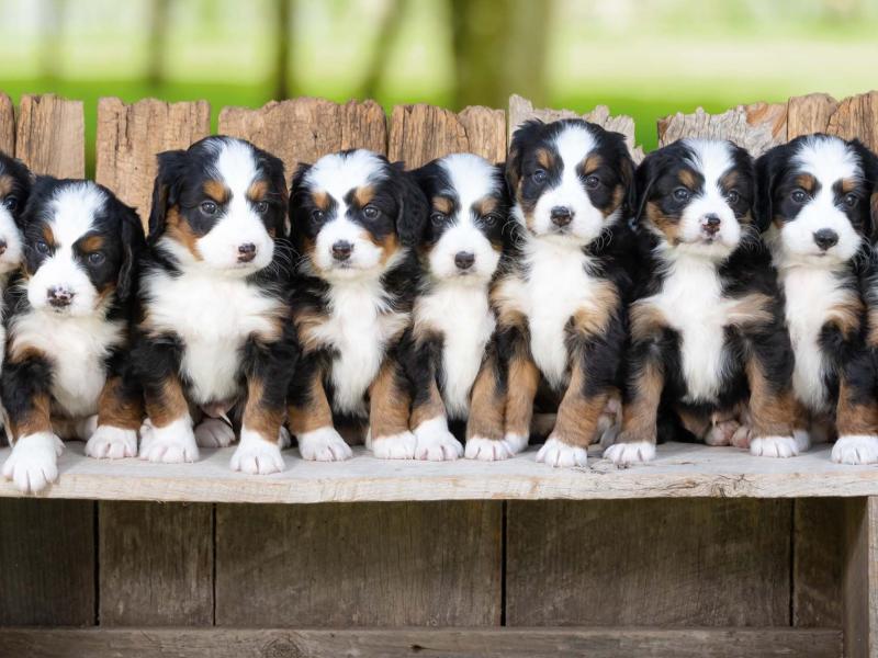 Tri-colored Mini Bernedoodles