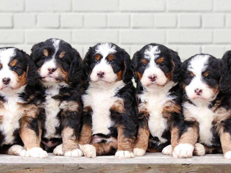 Tri-colored Mini Bernedoodle