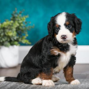 Tri-colored Mini Bernedoodles