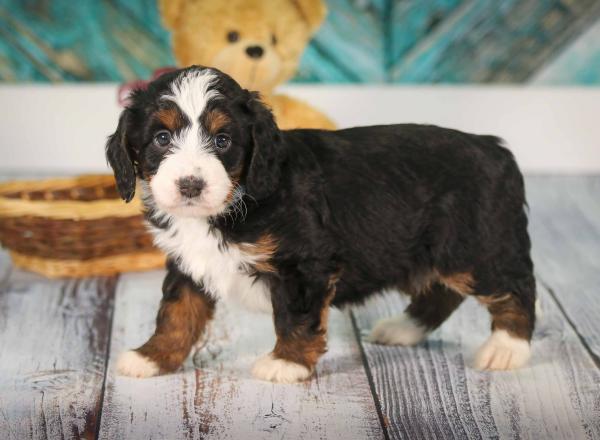 tri-colored mini bernedoodle near Chicago 