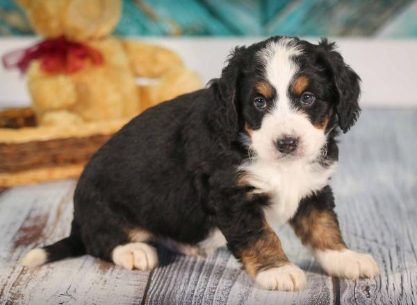 tri-colored mini bernedoodle near Chicago 