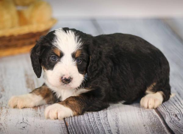 tri-colored mini bernedoodle near Chicago 