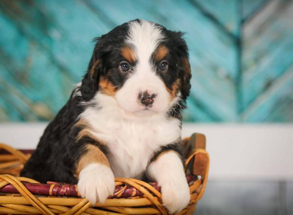 tri-colored mini bernedoodle near Chicago 