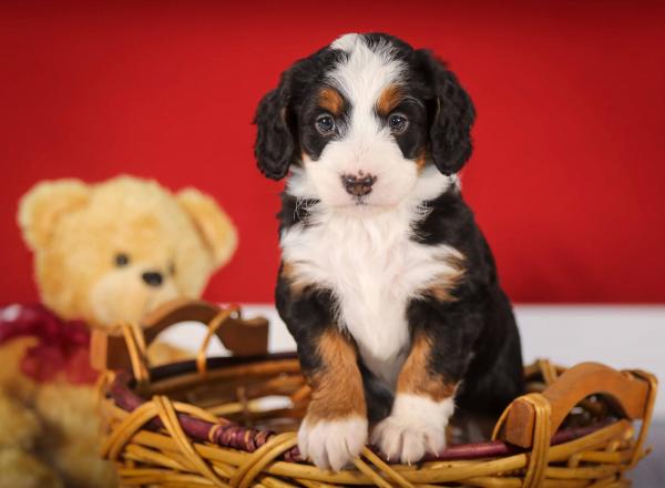 tri-colored mini bernedoodle near Chicago 