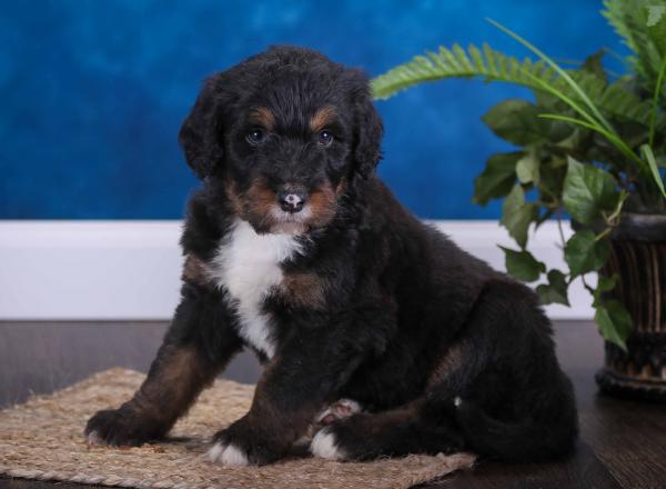 tri-colored standard bernedoodle near Chicago Illinois