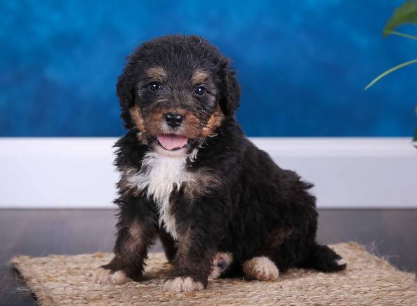 tri-colored standard bernedoodle near Chicago Illinois