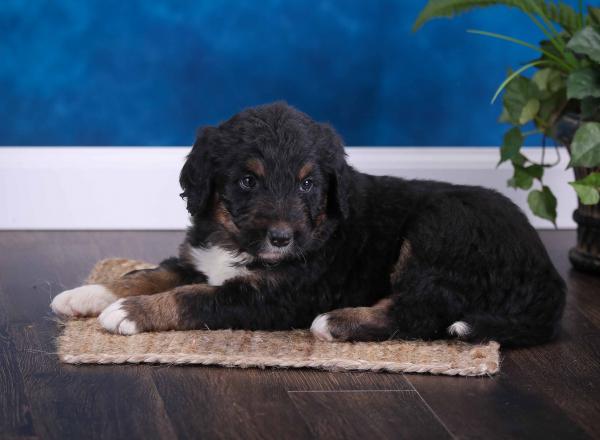 tri-colored standard bernedoodle near Chicago Illinois