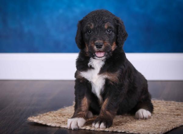 tri-colored standard bernedoodle near Chicago Illinois