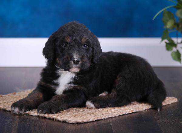 tri-colored standard bernedoodle near Chicago Illinois