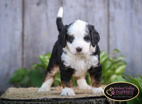 tri-colored mini bernedoodle near Chicago Illinois