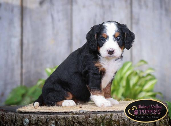 tri-colored mini bernedoodle IL