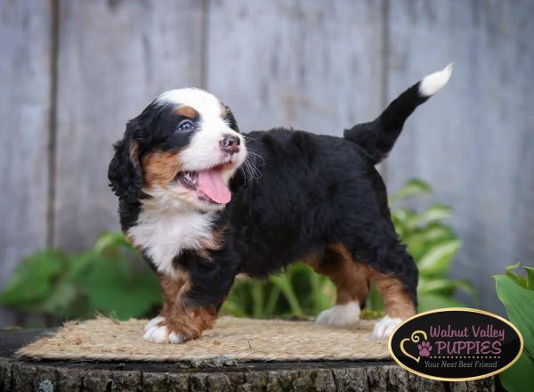 tri-colored mini bernedoodle IL