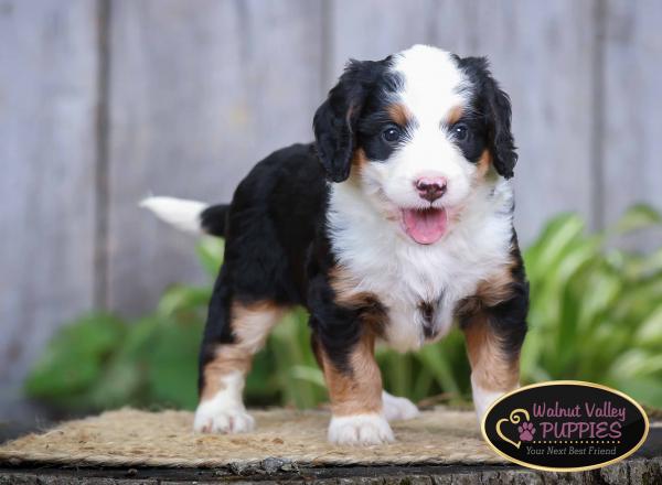 tri-colored mini bernedoodle IL