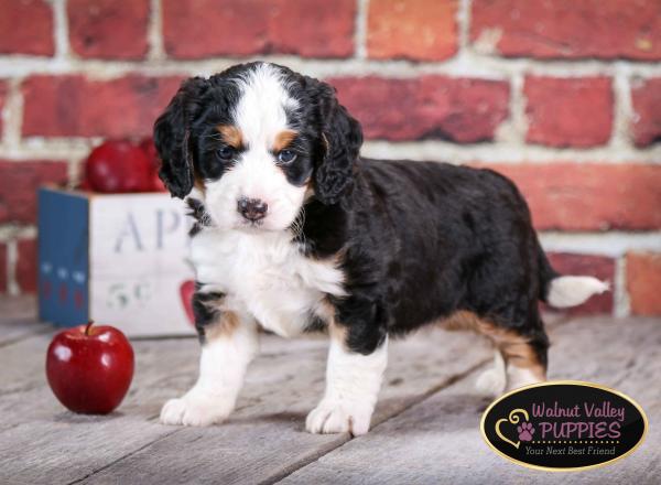 tri-colored mini bernedoodle near Chicago Illinois