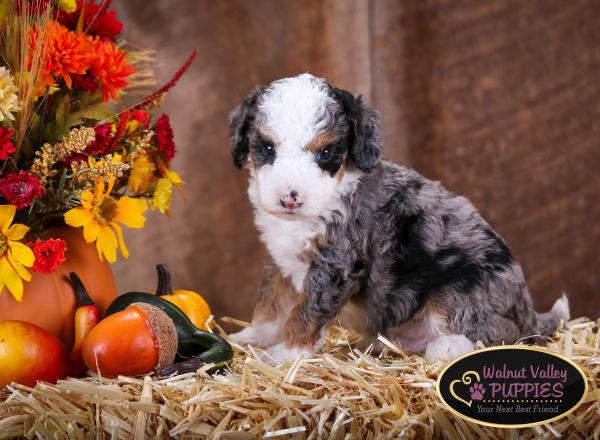 Tri-colored Blue Merle F1B mini bernedoodle near Chicago Illinois