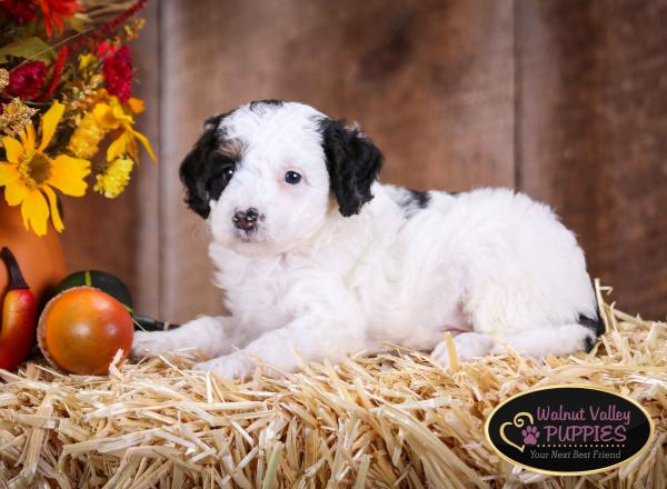 Tri-colored F1B mini bernedoodle near Chicago Illinois