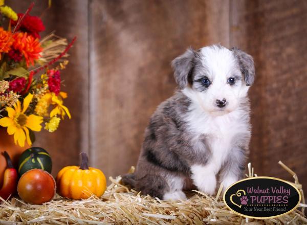 Blue Merle F1B mini bernedoodle near Chicago Illinois