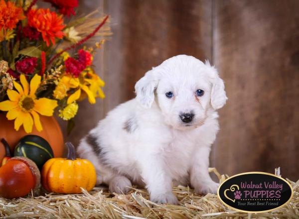 Blue Merle F1B mini bernedoodle near Chicago Illinois