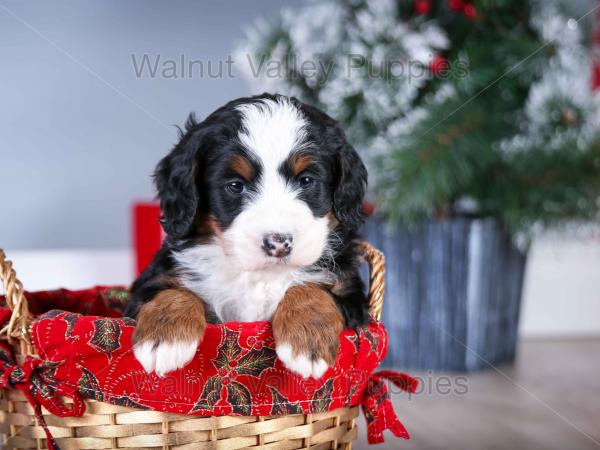 tri-colored mini bernedoodle near Chicago Illinois