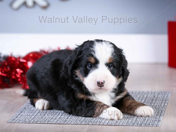 tri-colored mini bernedoodle near Chicago Illinois