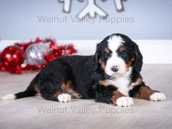 tri-colored mini bernedoodle near Chicago Illinois