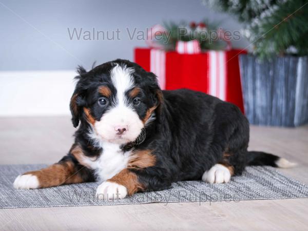 tri-colored mini bernedoodle near Chicago Illinois