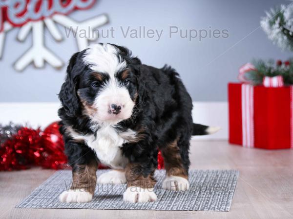 tri-colored mini bernedoodle near Chicago Illinois