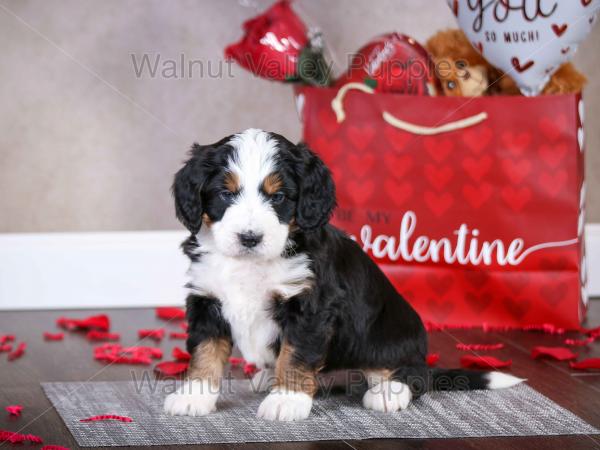 tri-colored mini bernedoodle near Chicago Illinois