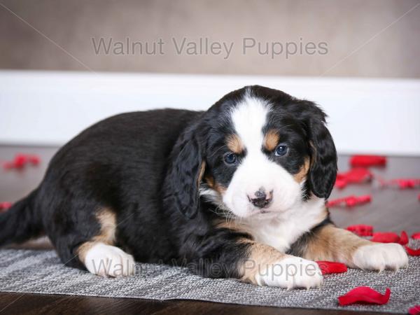 tri-colored mini bernedoodle near Chicago Illinois