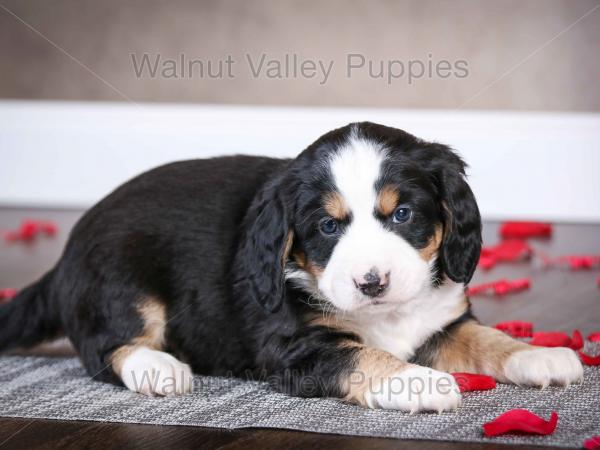 tri-colored mini bernedoodle near Chicago Illinois