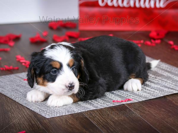 tri-colored mini bernedoodle near Chicago Illinois