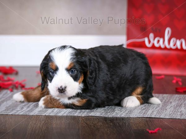 tri-colored mini bernedoodle near Chicago Illinois