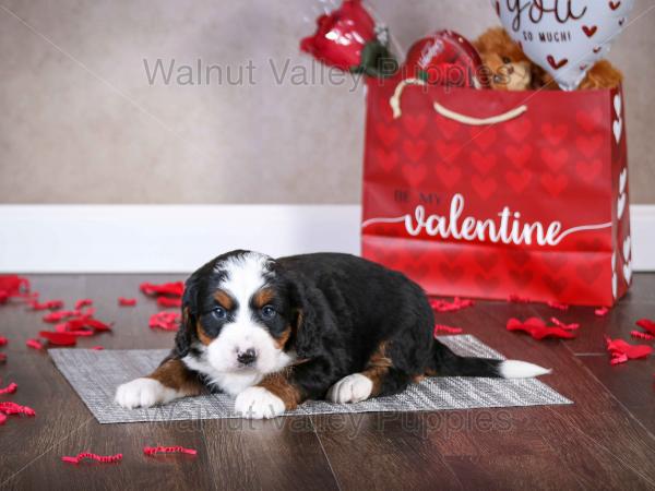 tri-colored mini bernedoodle near Chicago Illinois