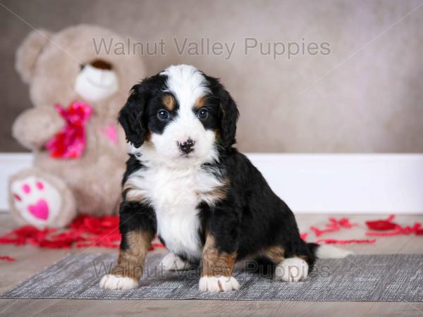 tri-colored mini bernedoodle baby puppy